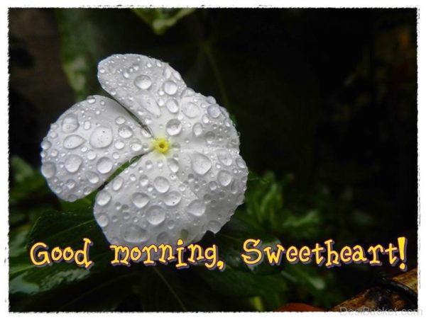 Good Morning Sweetheart With White Flower