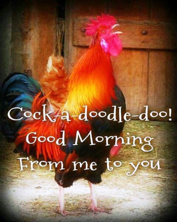 Cock A Doodle Doo