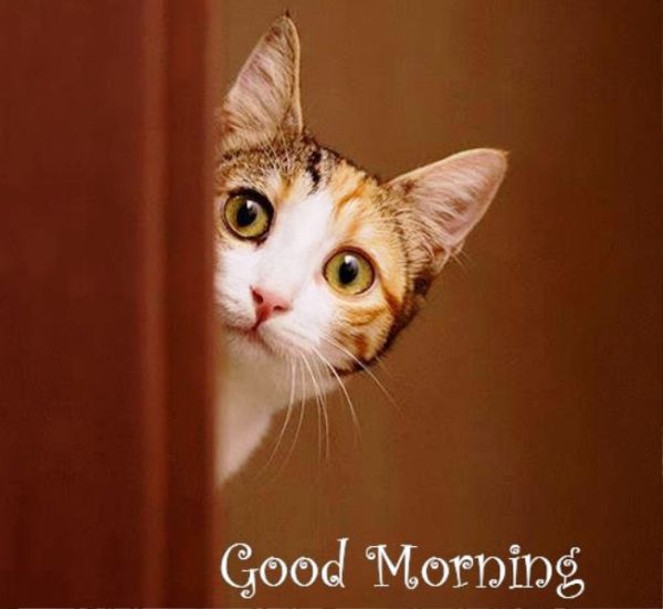 Good Morning Cat Image