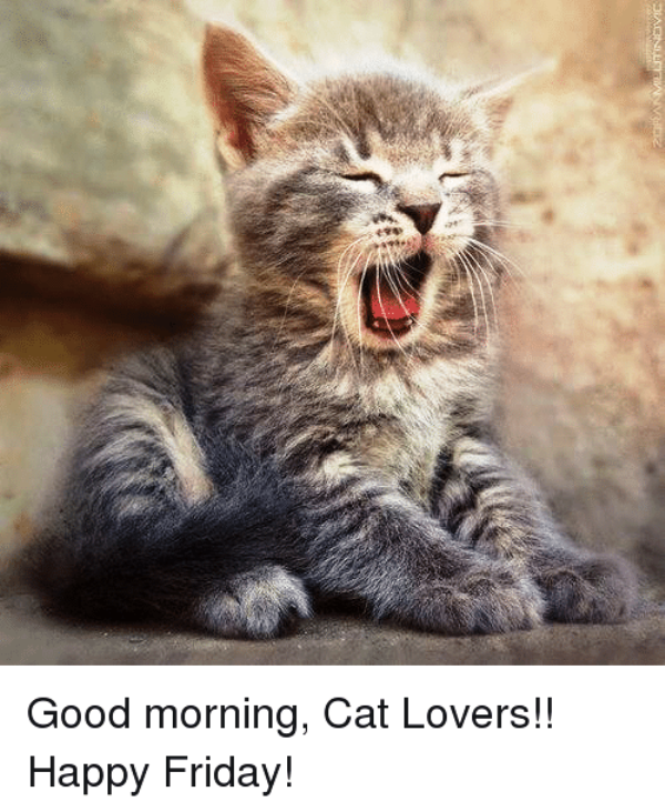 Good Morning Cat Lovers