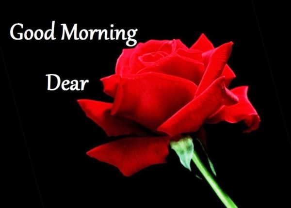 Good Morning Dear With Rose