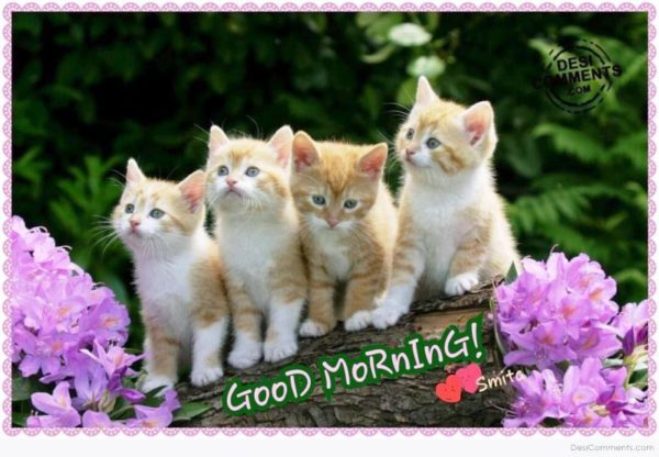 Good Morning With Kitties