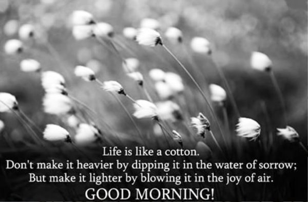 Life Is Like A Cotton