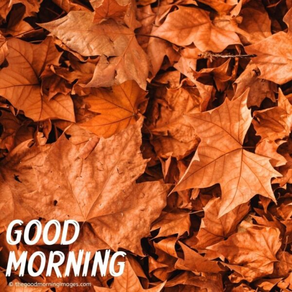 Autumn Good Morning Picture