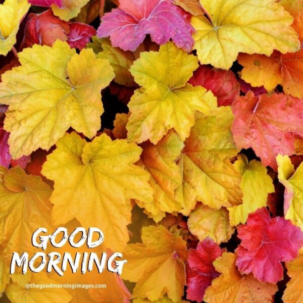 Good Morning Autumn Images