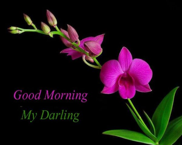 Awesome Good Morning Darling