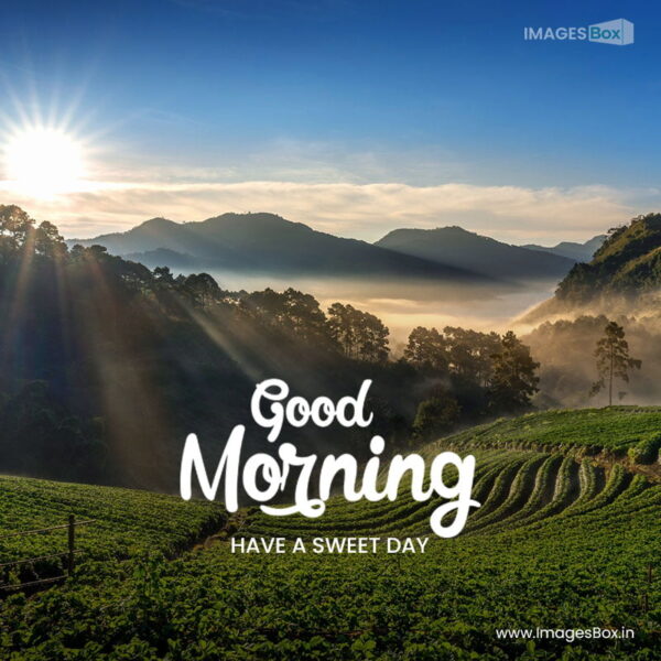 Beautiful Strawberry Garden Sunrise Doi Ang Khang Chiang Mai Thailand Green Good Morning