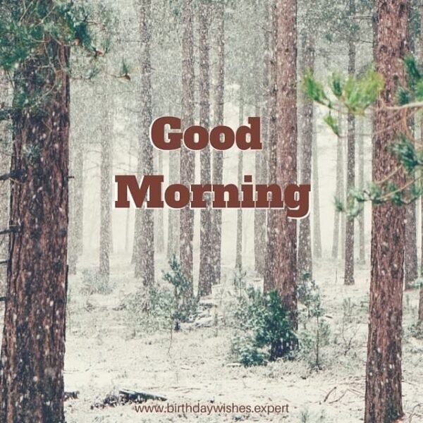 Best Good Morning Forest Image