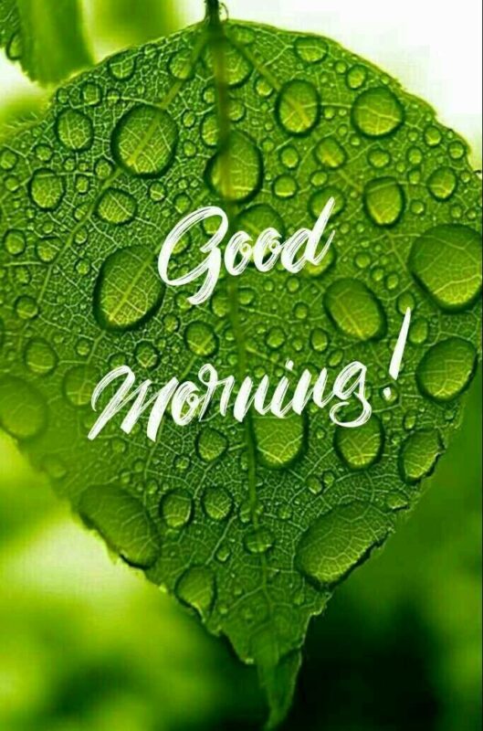 Best Good Morning Green Image