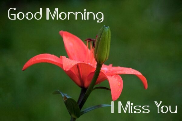 Best Good Morning Miss You Picture