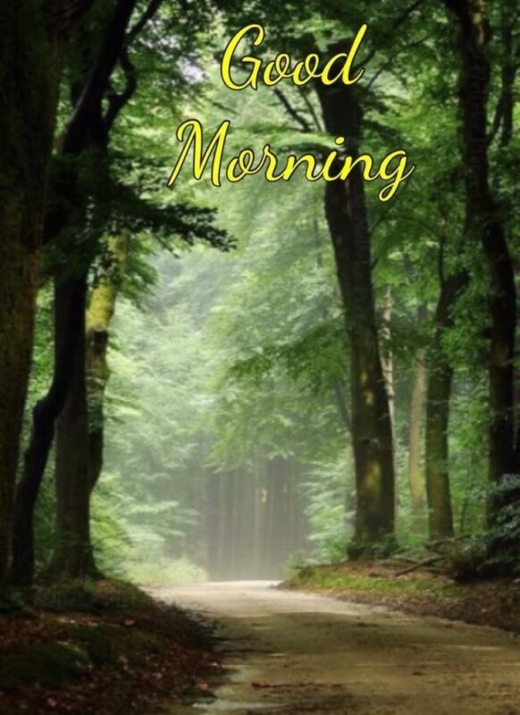 Fantastic Good Morning Forest