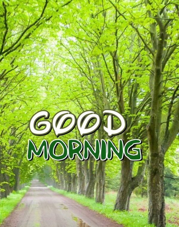 Fantastic Good Morning Forest Image