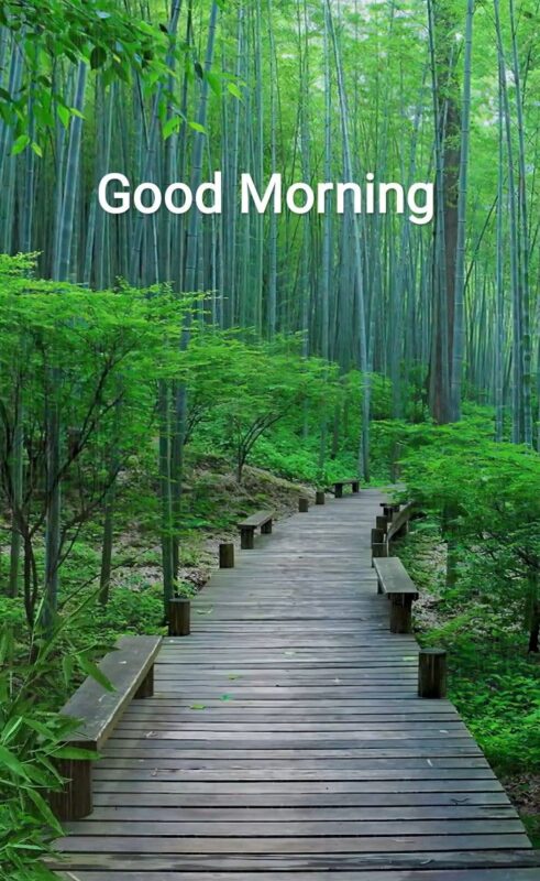 Good Morning Forest Have A Great Day