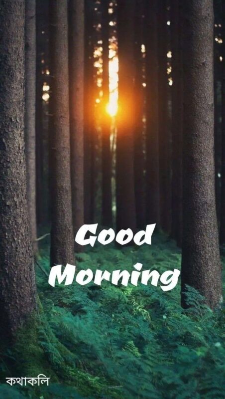 Good Morning Forest Have A Nice Day