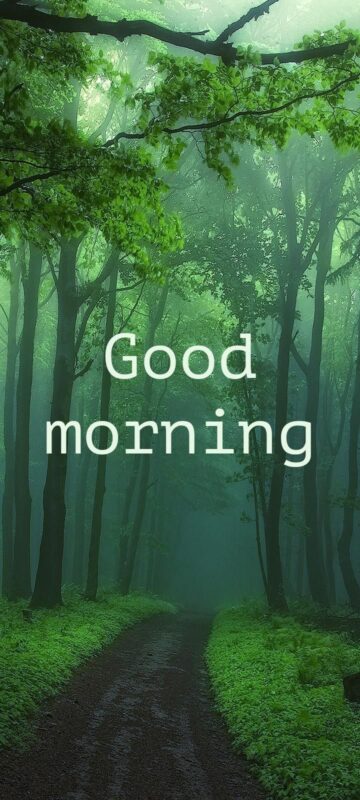Good Morning Forest Picture