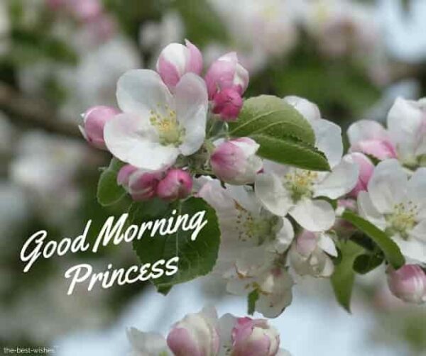 Good Morning Princess Picture
