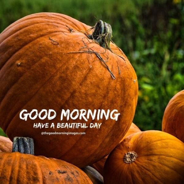 Good Morning Pumpkin Photo