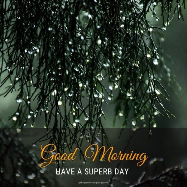 Good Morning Rainy Have A Superb Day