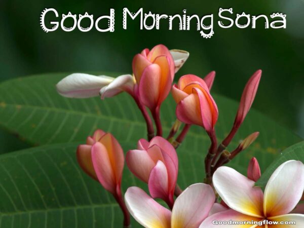 Good Morning Sona Flower