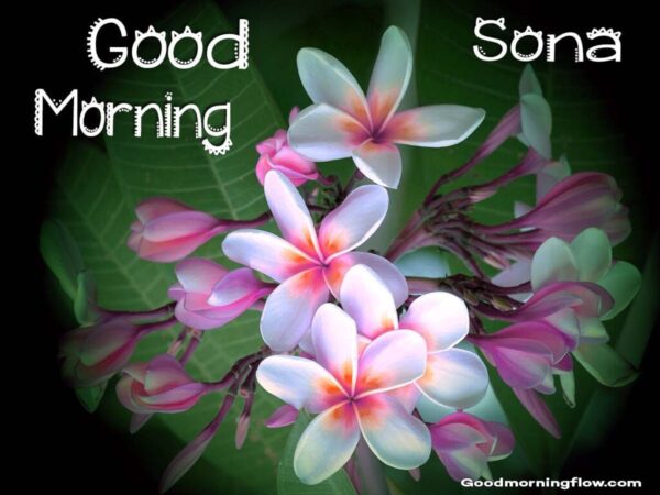 Good Morning Sona Flowers