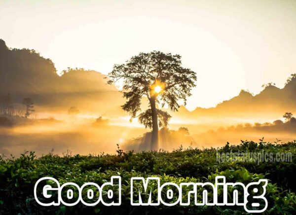 Good Morning Sunrise Image