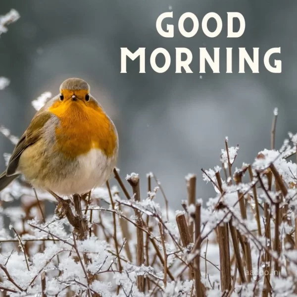 Good Morning Winter Best Bird