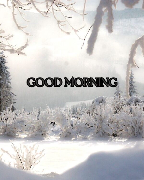 Good Morning Winter Image