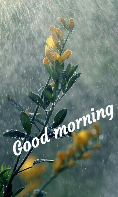 Good Morning With Rainy Picture