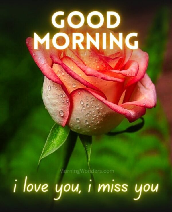 I Love You And Miss You Good Morning Pic