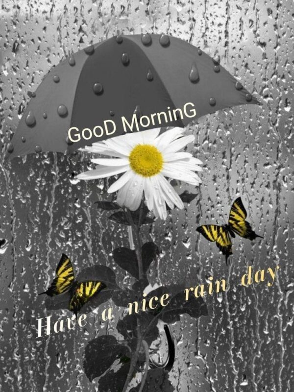 Rainy Good Morning