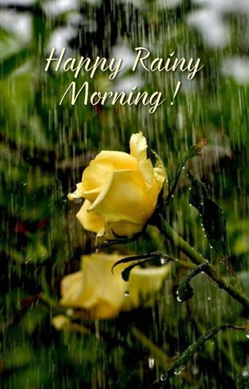 Rainy Good Morning Images For Friends Download
