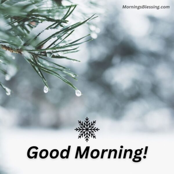 Winter Good Morning Photo