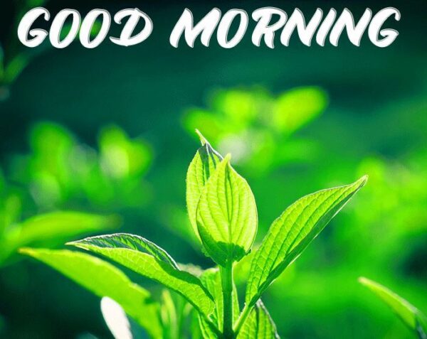 Wonderful Good Morning Green Pic