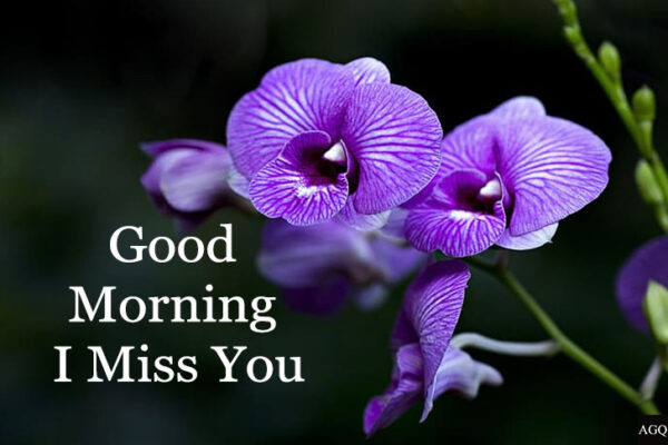 Wonderful Good Morning Miss You Image