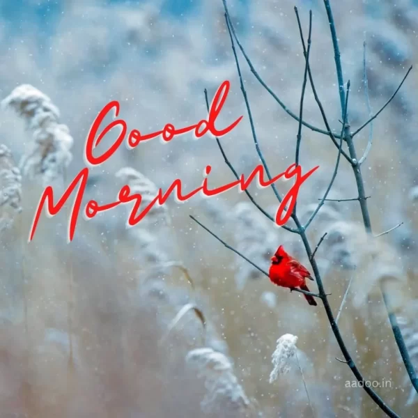 Wonderful Good Morning Winter Image