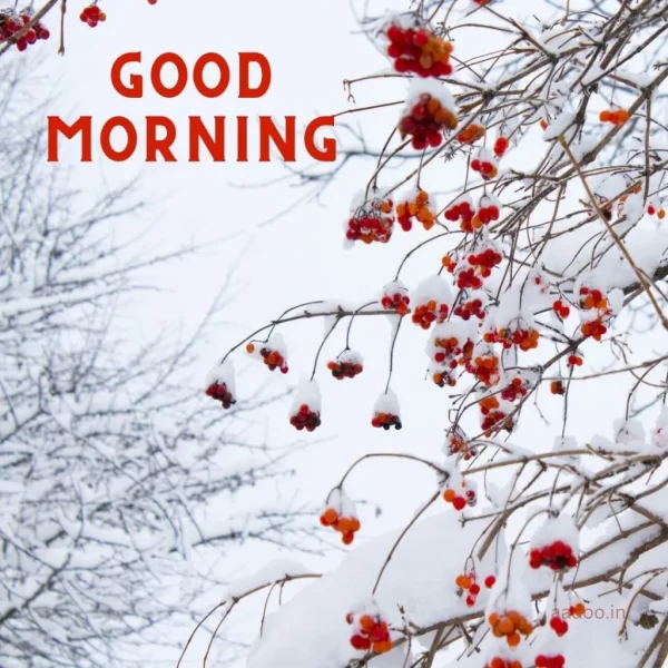 Wonderful Good Morning Winter Pic