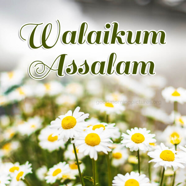 Amazing Good Morning Walaikum Assalam