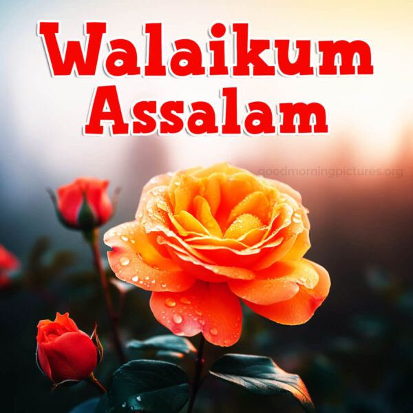 Fantastic Good Morning Walaikum Assalam